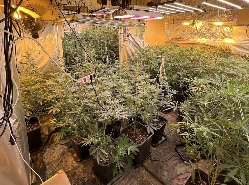 Bild: Plantage entdeckt 