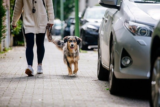 Bild: Hunde im Urlaub: Was gilt es zu beachten?