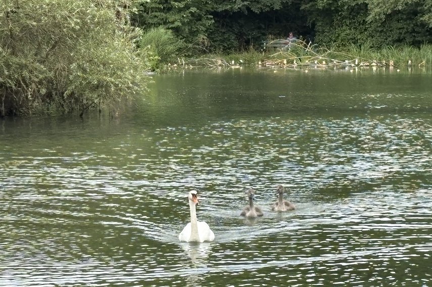 Bild: Familie Schwan unterwegs auf dem B&ouml;hmenteich