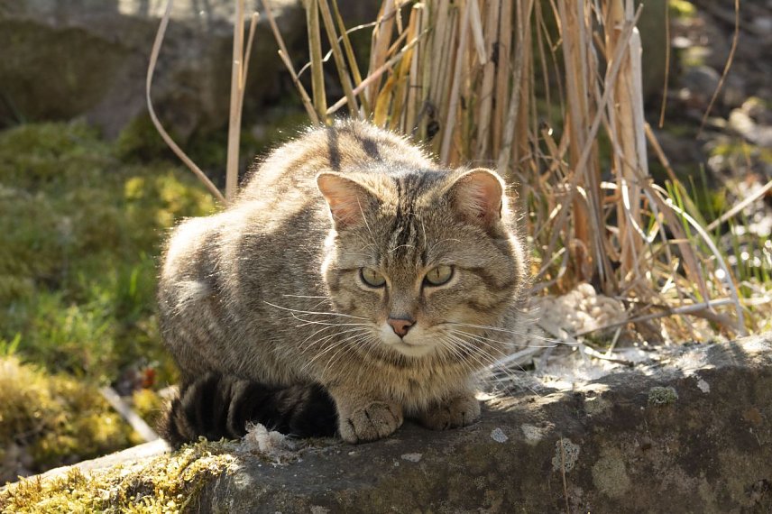 Bild: Wildkater Leo im Katzendorf