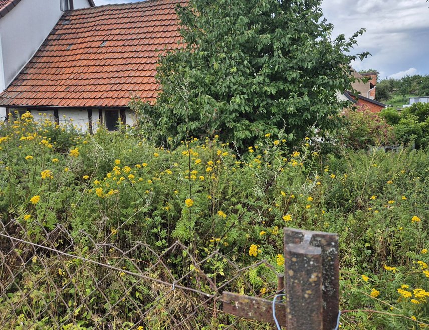 Bild: Wildwuchs in H&ouml;rningen