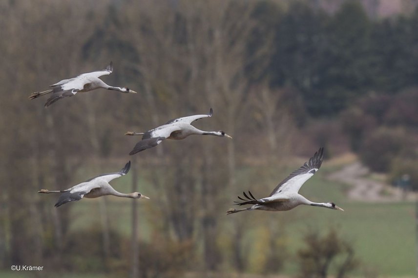 Bild: Kraniche im Anflug