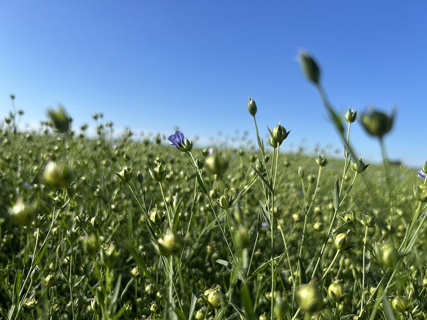 Bild: Flachsbl&uuml;te bei Leimbach