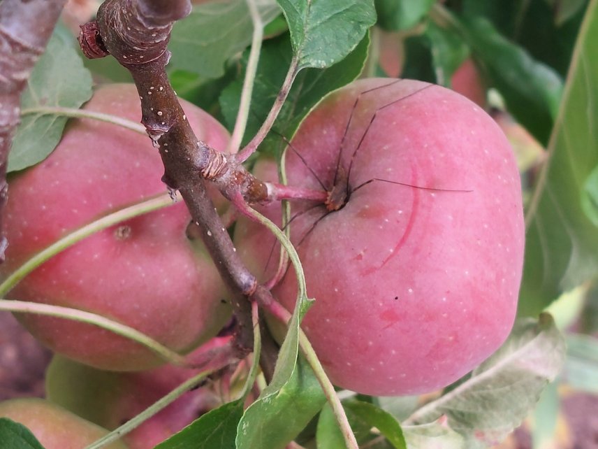 Bild: Im Gloster Apfelbaum hat sich ein Ganker versteckt