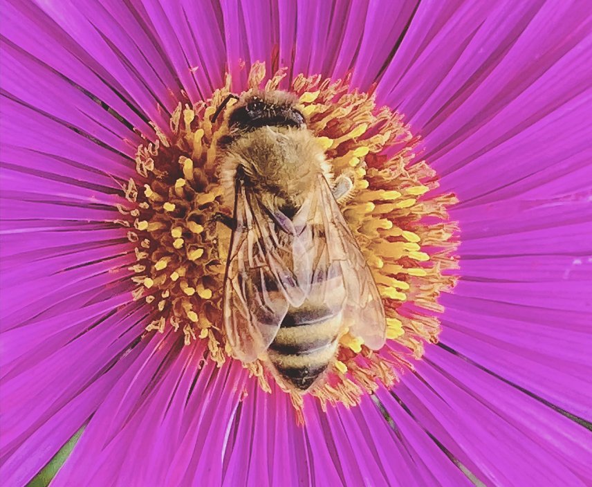 Bild: Flei&szlig;iges Bienchen