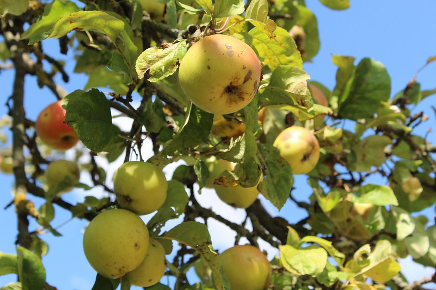 Bild: Zweig eines tragenden Apfelbaumes