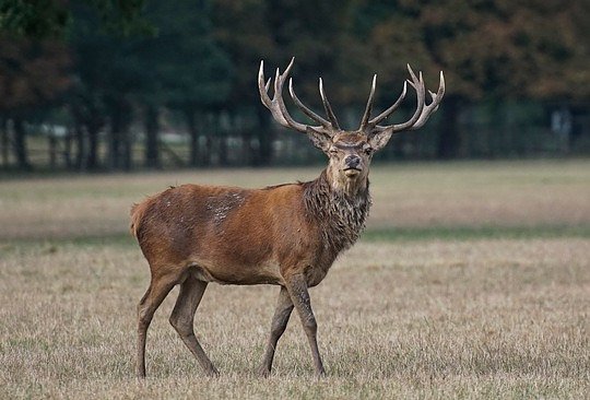 Bild: Wildunf&auml;lle sind keine Seltenheit, sondern ein Massenph&auml;nomen: 250.000 Mal kollidieren Wildtiere und Autos pro Jahr. 