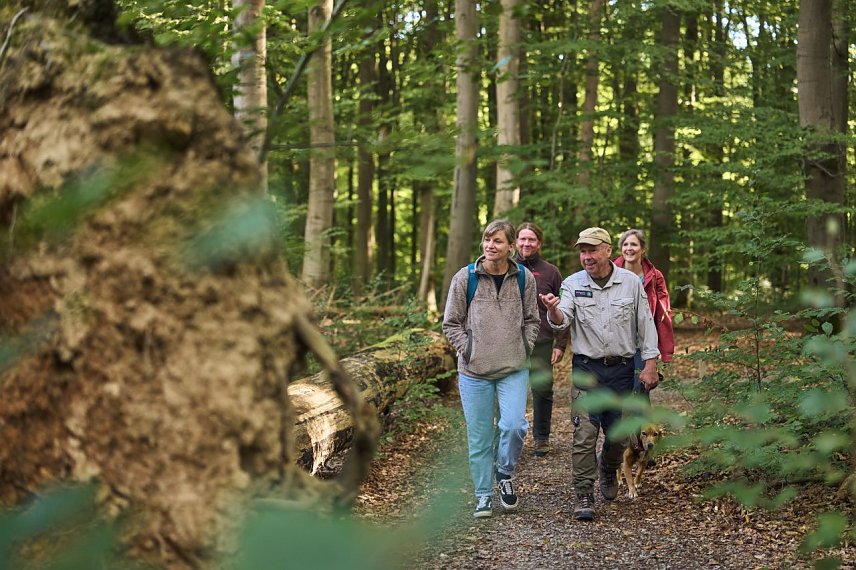 Bild: Durch umgeworfene B&auml;ume entsteht Raum f&uuml;r neues Leben. Im Nationalpark sind sie kein Zeichen von Zerst&ouml;rung, sondern Ausdruck nat&uuml;rlicher Dynamik. Insbesondere w&auml;hrend und nach St&uuml;rmen st&uuml;rzen alte oder abgestorbene B&auml;ume zu Boden. Daher sollte zur eigenen Sicherheit bei Sturm generell auf einen Waldbesuch verzichtet werden. 