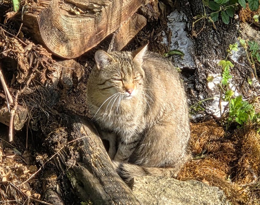 Bild: Wildkatze in die Herbstsonne blinzelnd