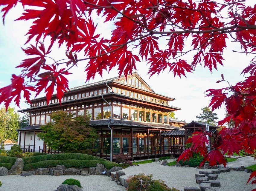 Bild: Herbstliche Ahornf&auml;rbung im Japanischen garten