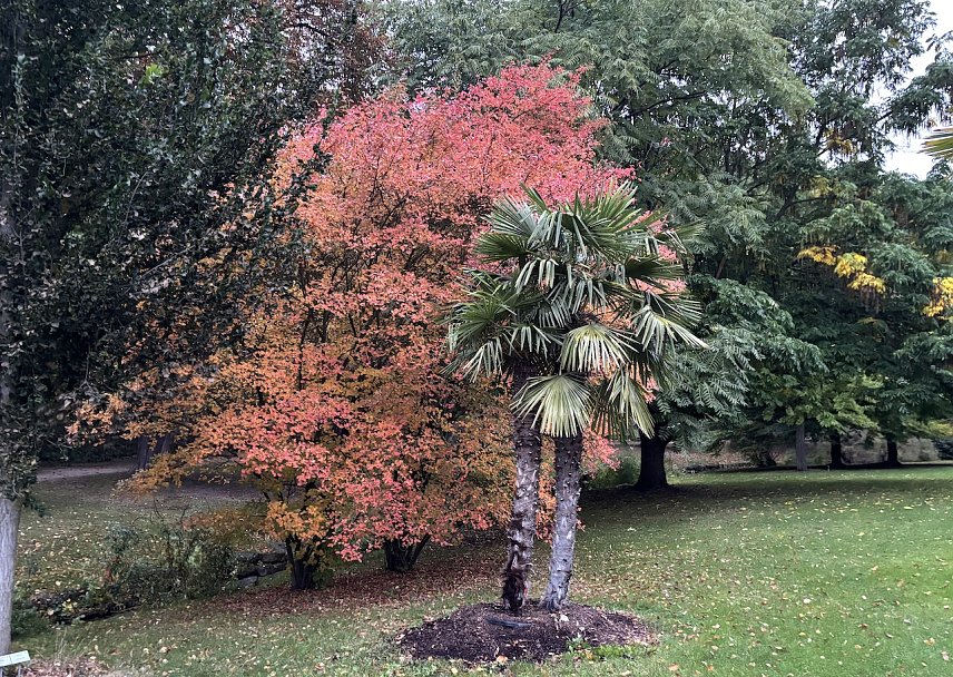 Bild: Herbst im Kurpark Bad Langensalza 