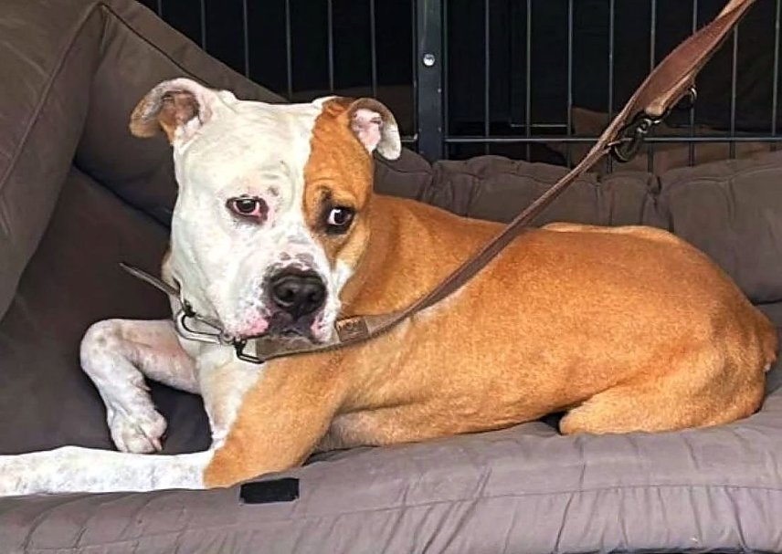 Bild: Einer der ausgesetzten Hunde