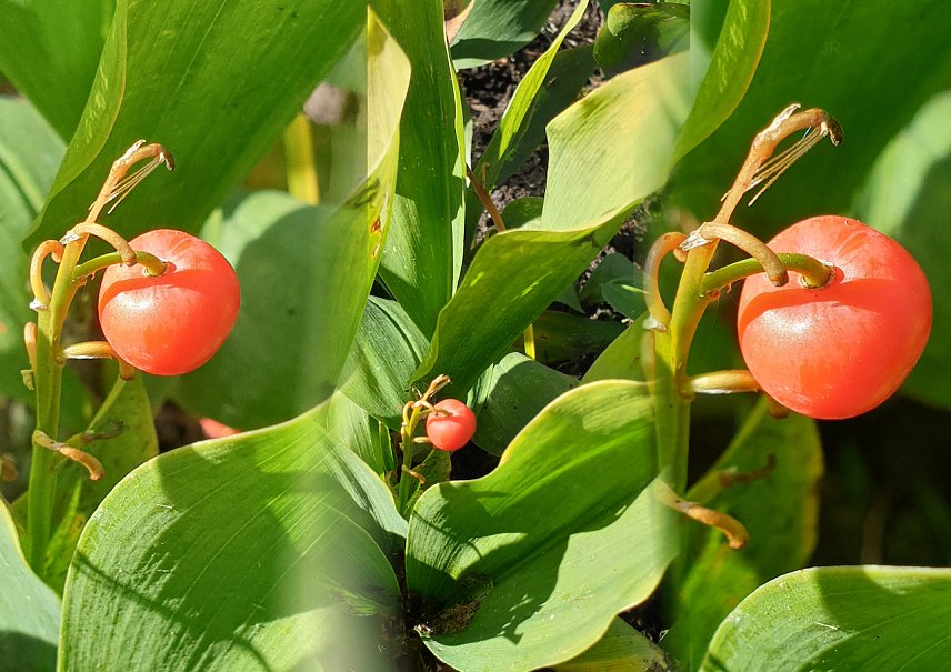 Bild: Die Beeren des Maigl&ouml;ckchens