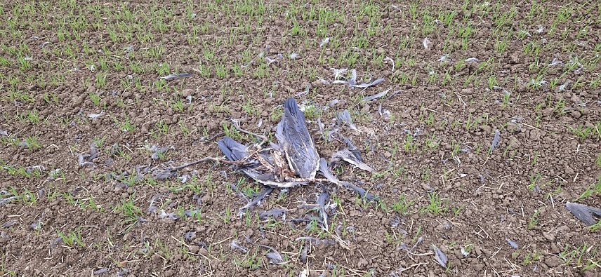 Bild: zum Schutz vor der Hochpathogenen Avi&auml;ren Influenza (Gefl&uuml;gelpest) wurde f&uuml;r den Unstrut-Hainich-Kreis eine Allgemeinverf&uuml;gung erlassen