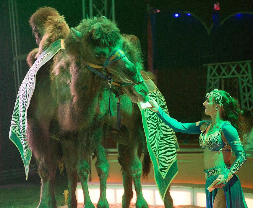 Bild: Orientalische Rapsodie mit Kamelen