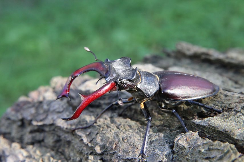 Bild: Auch der seltene Hirschk&auml;fer krabbelt durch das Biosph&auml;renreservat