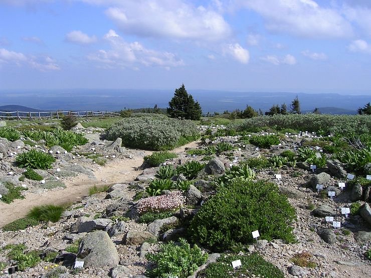 Bild: Brockengarten