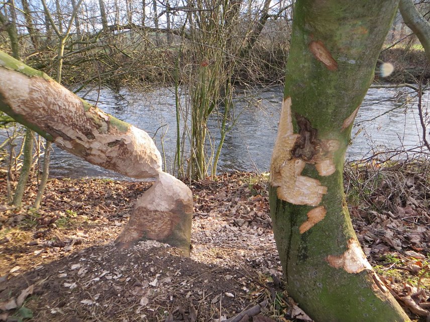 Bild: Biberspuren am Ilmufer