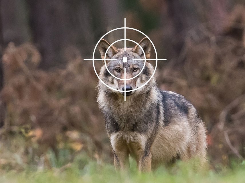 Bild: Wolf im Fadenkreuz
