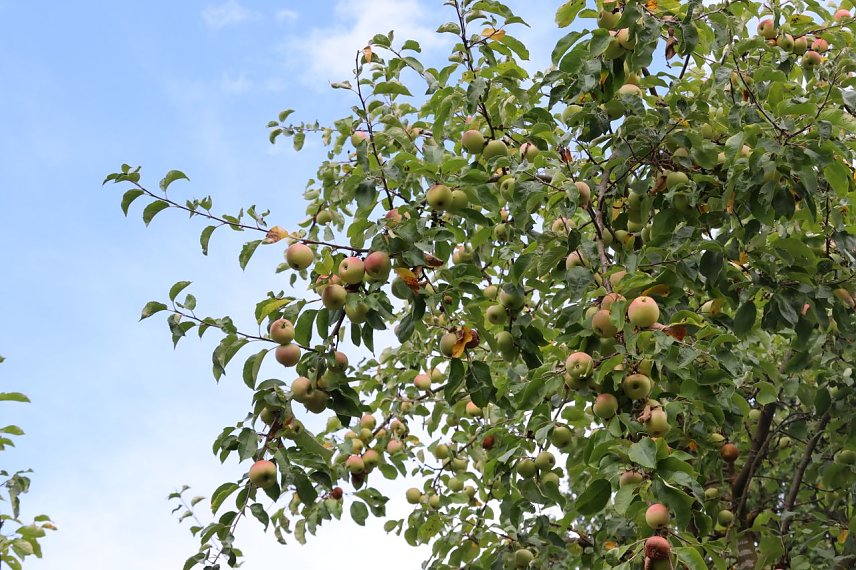 Bild: Frische &Auml;pfel am Baum - hier am Kunsthaus