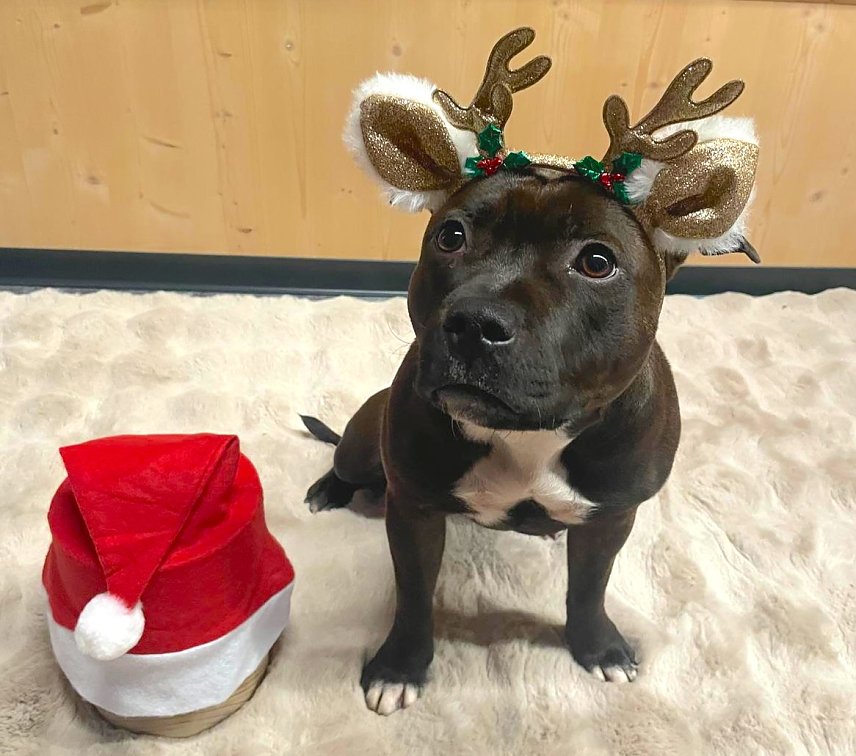 Bild: Weihnachtshund Erna