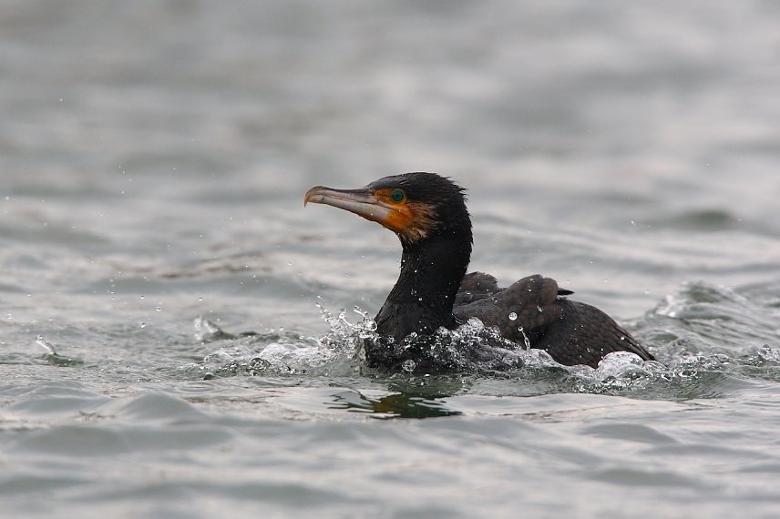 Bild: Symbolbild Kormoran