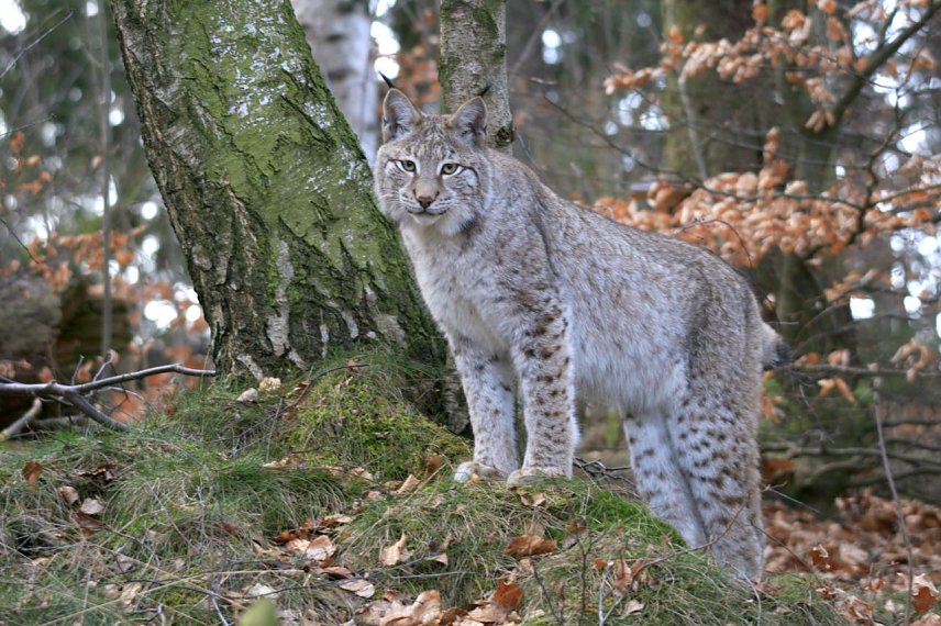 Bild: Luchs im Schaugehege Rabenklippe.
