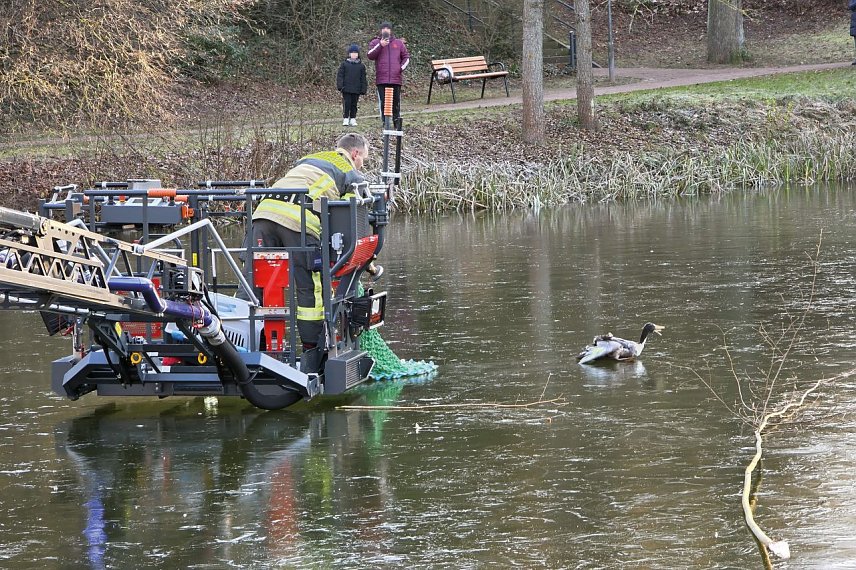 Bild: Tierischer Hilfseinsatz im Kurpark