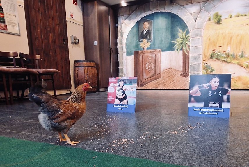 Bild: Ein braunes Huhn vor den Bildern zwei Kugelsto&szlig;erinnen