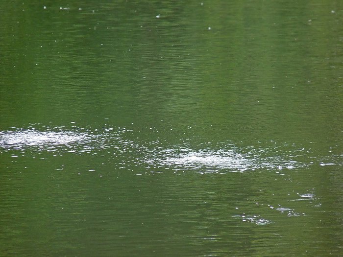 Bild: Bel&uuml;ftung Parksee