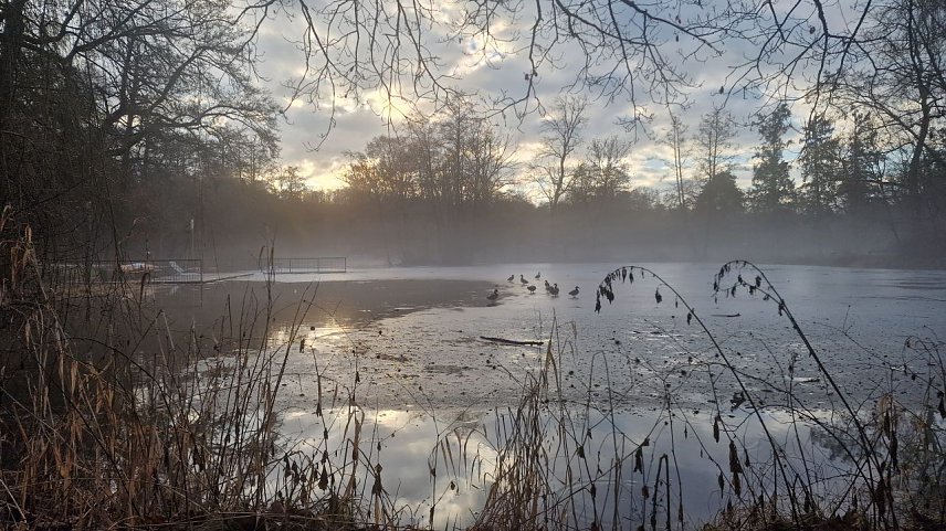 Bild: Blick auf den Teich im Nordh&auml;user Stadtpark im fr&uuml;hmorgendlichen Nebel