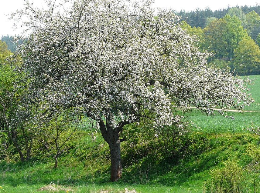 Bild: Bl&uuml;hender Obstbaum