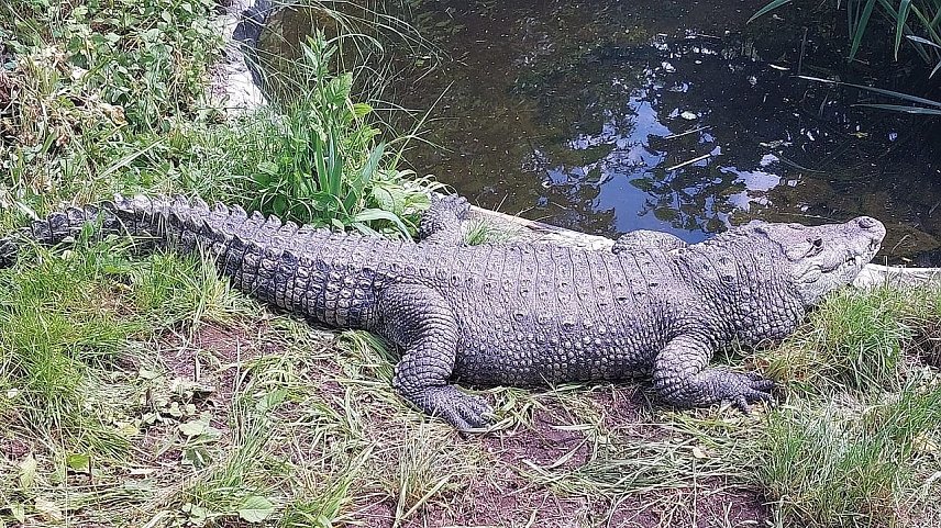 Bild: Ein Krokodil auf einer Wiese