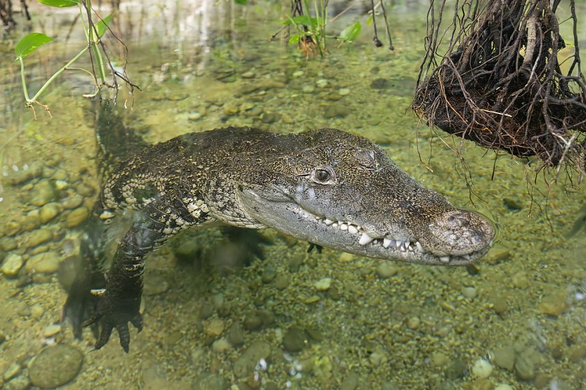 Bild: Ein Krokodil im Wasser