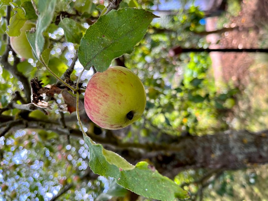 Bild: Apfel am Baum