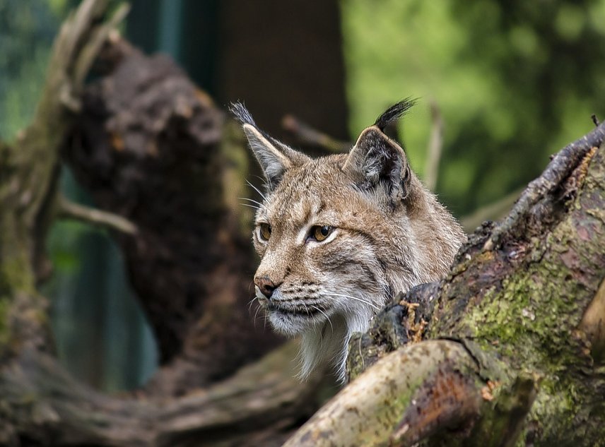 Bild: Symbolbild Luchs