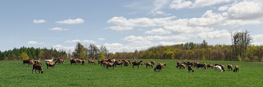 Bild: Ziegen auch einer Wiese