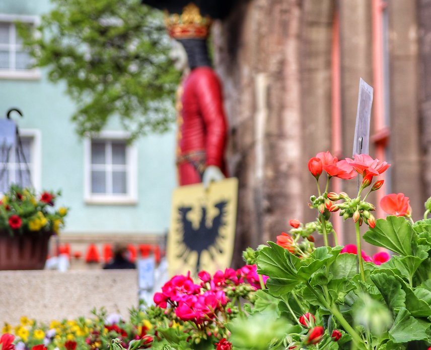 Bild: Geranienmarkt in Nordhausen