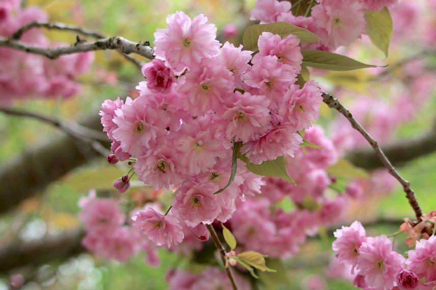 Bild: Japanische Kirschbl&uuml;ten 
