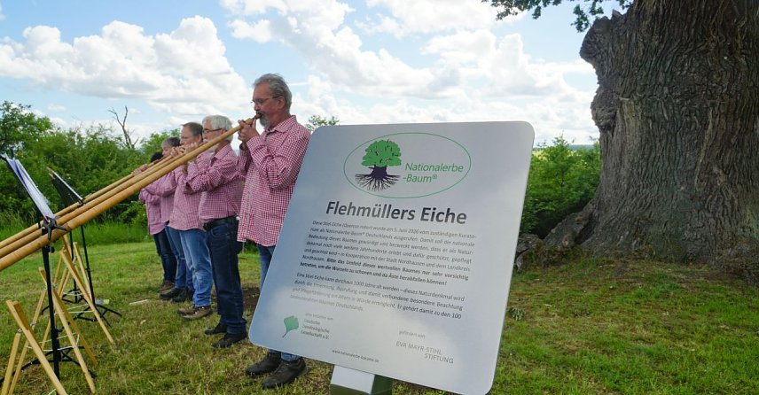 Bild: Die dicke Eiche auf dem Liethberg bei Krimderode steht dort seit 650 Jahren. 