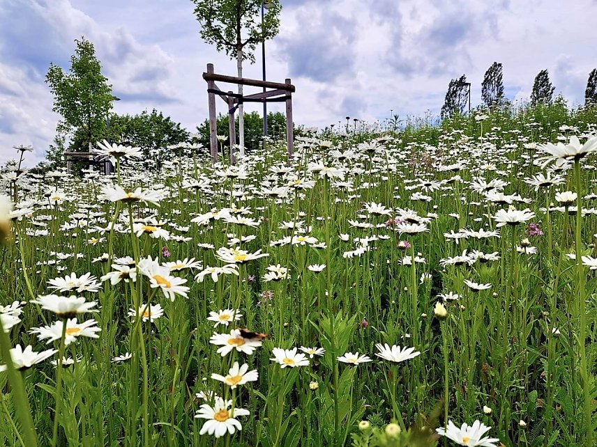 Bild: 