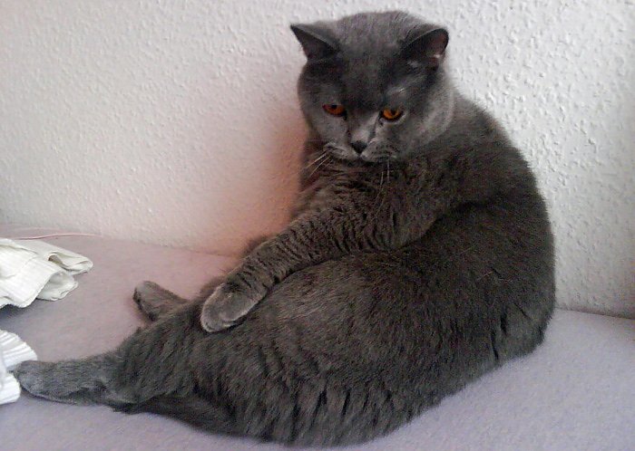 Bild: Kater entlaufen