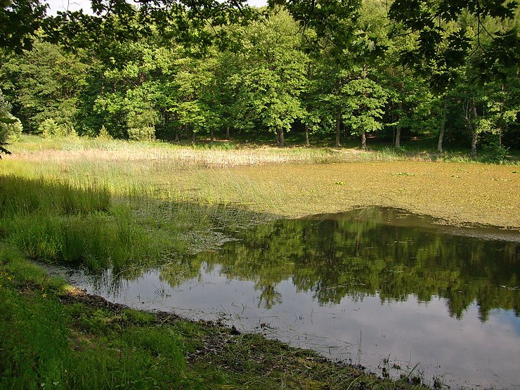 Bild: Pfaffenteich