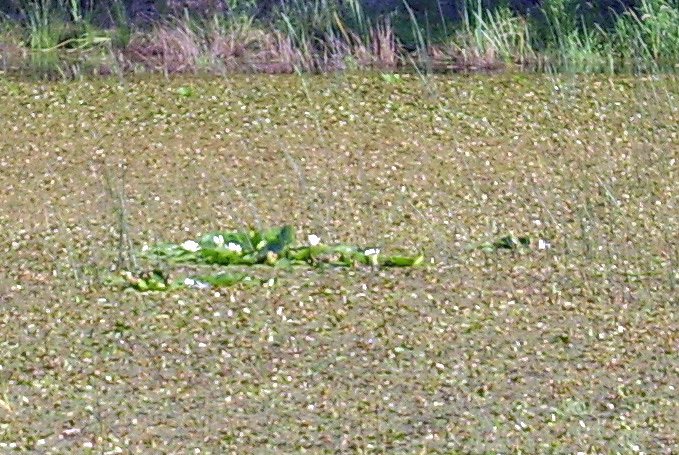 Bild: Pfaffenteich