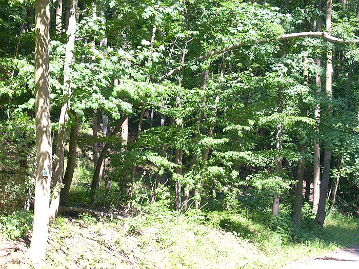 Bild: Baum 