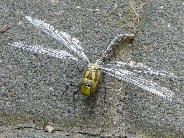Bild: Libelle