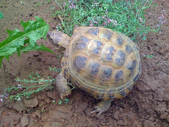 Bild: Schildkr&ouml;te
