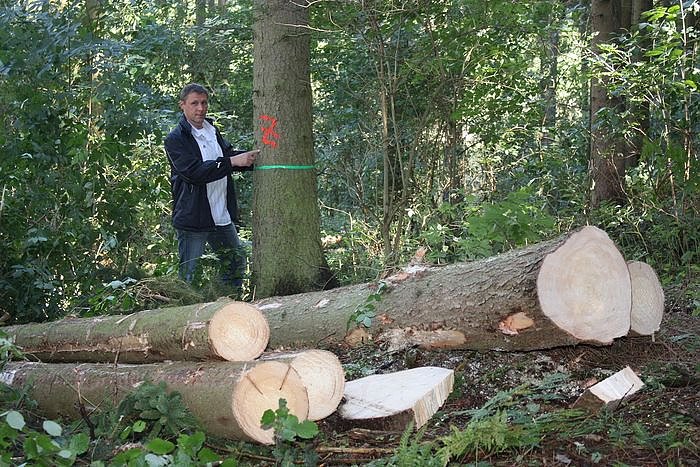 Bild: Waldarbeiten