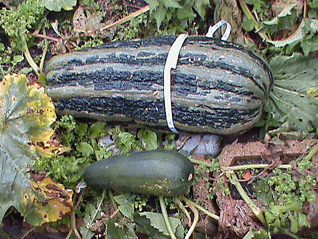 Bild: Riesen Zucchini