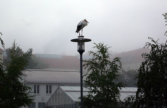 Bild: G&ouml;rsbacher Storch in Nordhausen?